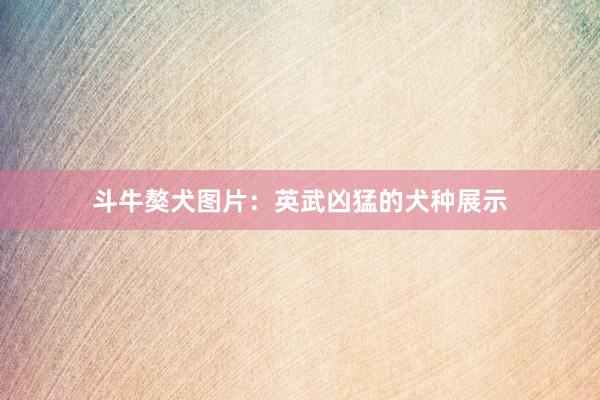 斗牛獒犬图片：英武凶猛的犬种展示